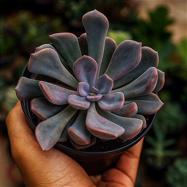 Suculenta Echeveria Topsy Debbie