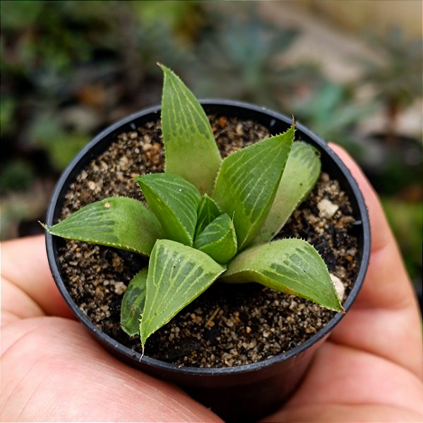 Suculenta Haworthia Turgida