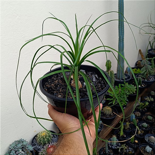Suculenta Beaucarnea recurvata" "Pata de Elefante"