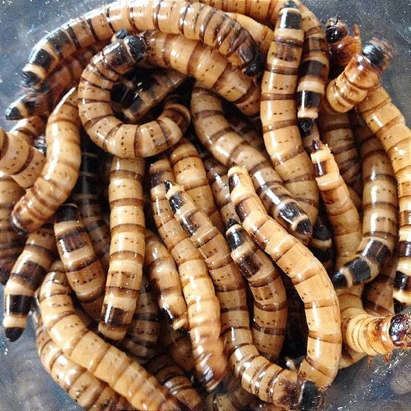 100 Tenébrios Gigantes (Larvas Vivas)