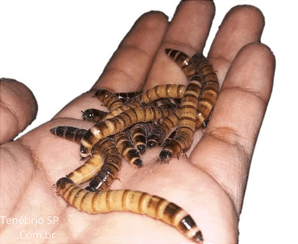 1000 Tenébrios Gigantes - 1 kg (Larvas Vivas)