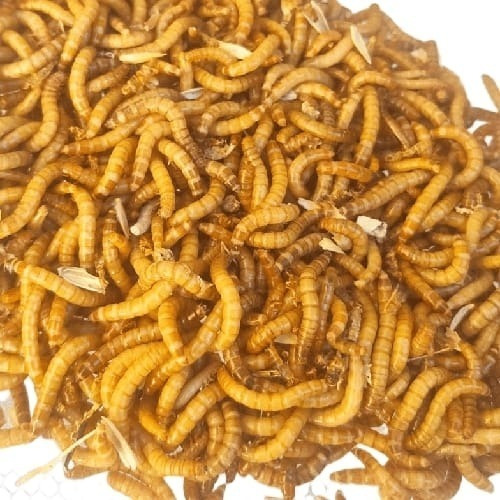 Tenebrio Molitor 1000 (Larvas Vivas)