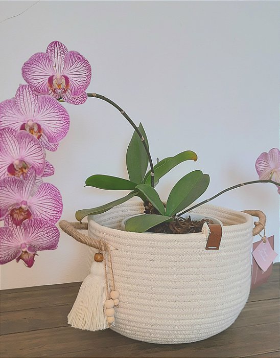 Cesto P com Alças Decorativo para Organização de Lares Aconchegantes