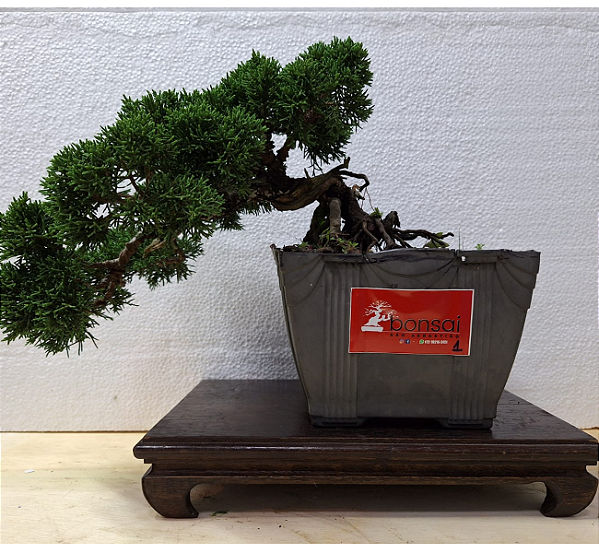 Shimpaku Kishu Regina Susuki