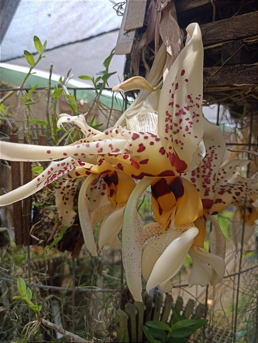 Orquídea Stanhopea tigrina - 15cm