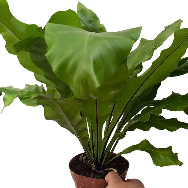 Asplênio - Asplenium nidus