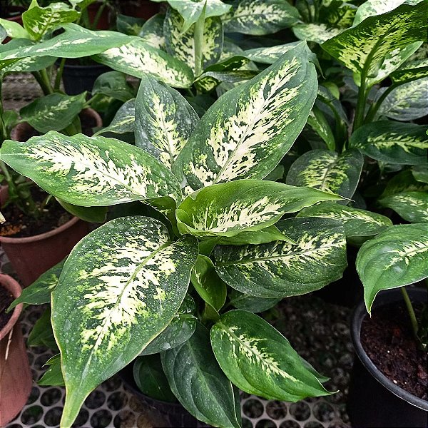 Comigo-ninguém-pode n.2 - (Dieffenbachia seguine)
