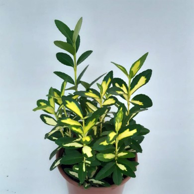 Euonymus variado