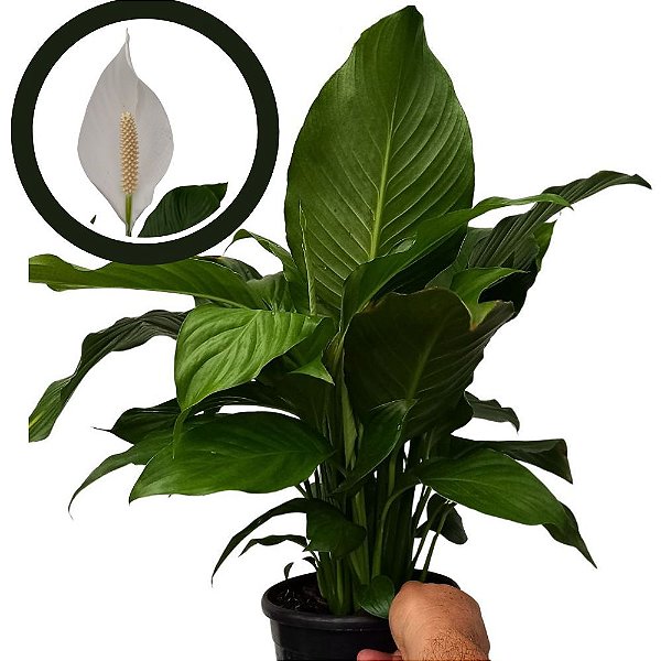 Lírio da Paz Gigante - Spathiphyllum Sensation