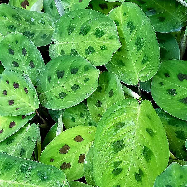 Maranta Pena de Pavão - Barriga de Sapo