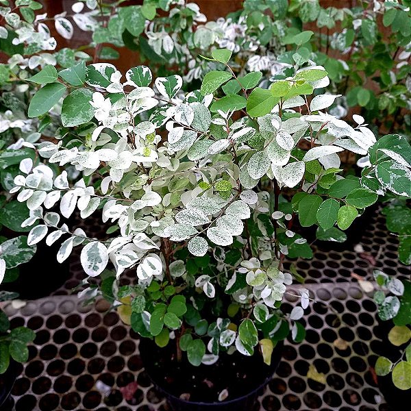 Mil Cores - Breynia disticha