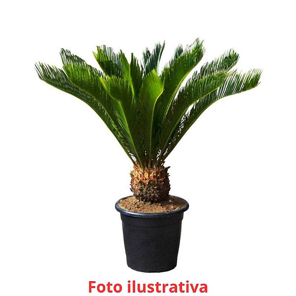Palmeira Cica - Cycas revoluta