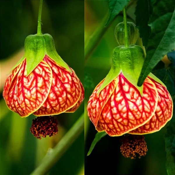 Lanterna Chinesa - Abutilon striatum