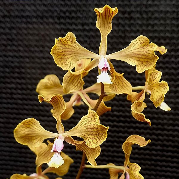 Orquídea Encyclia fowliei - Ad