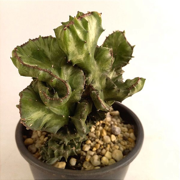 Cacto Euphorbia Lactea Cristata