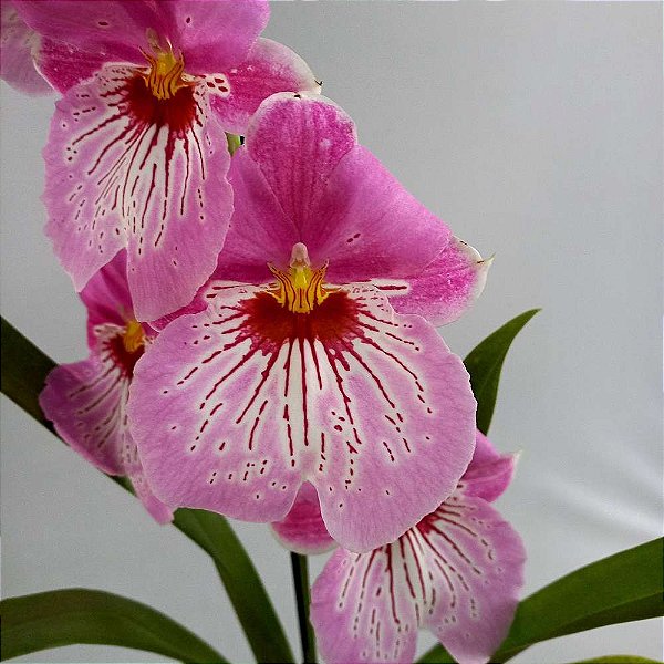 Orquídea Miltonia Colombiana Rosa n.01