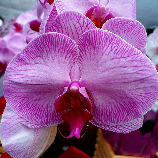 Orquídea Phalaenopsis Rosa Gigante n.2