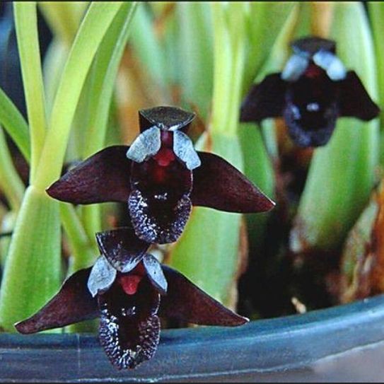 Orquídea Maxillaria schunkeana - Ad