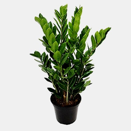 Zamioculca "Linha Premium"