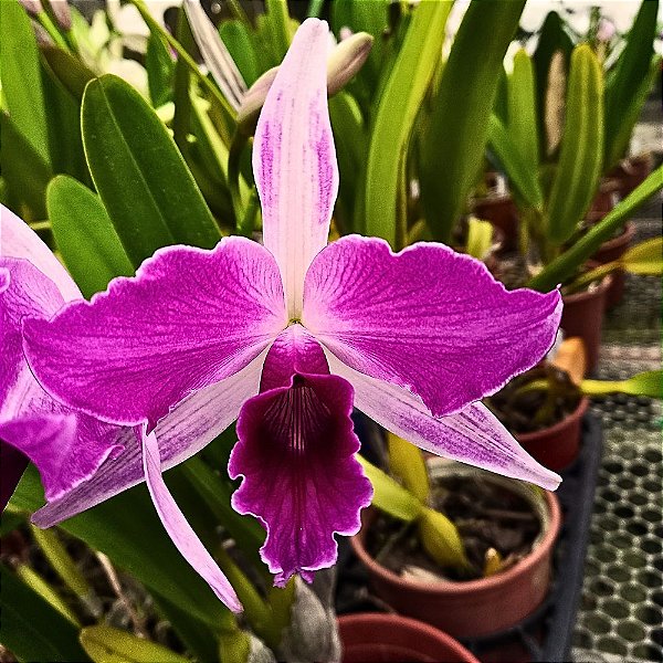 Orquídea Laelia purpurata estriata - Ad