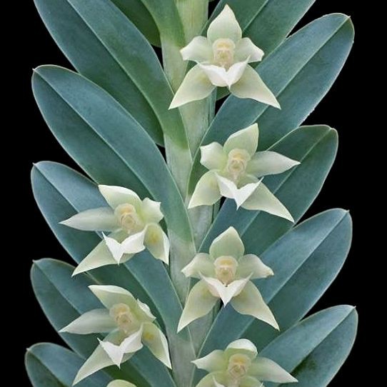 Orquídea Dichaea glauca - 20cm