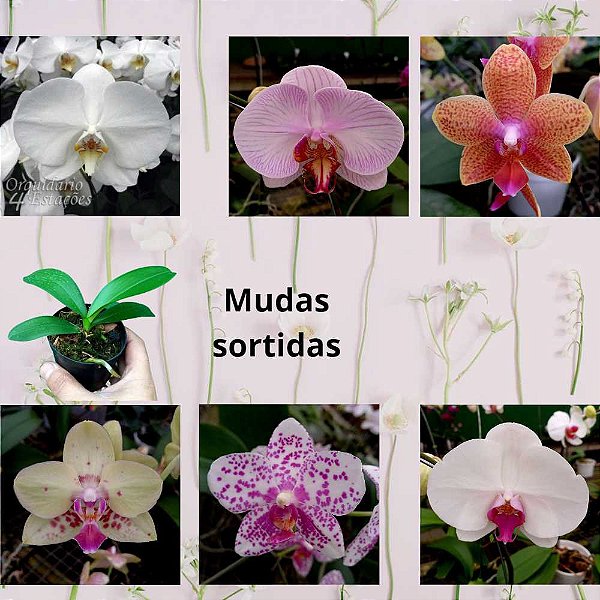 Phalaenopsis Mudas Diversas - 1 unid. - 10cm