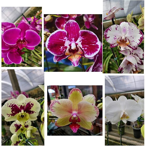 Phalaenopsis Diversas - Ad