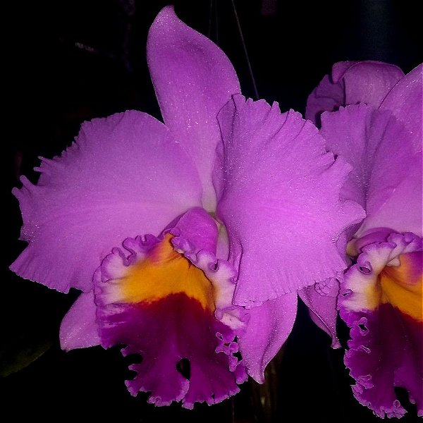 Orquídea Blc. Irene Finney - Adulta