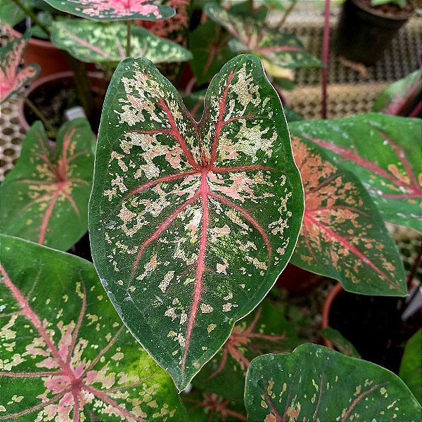 Caladium n.07 - 30cm
