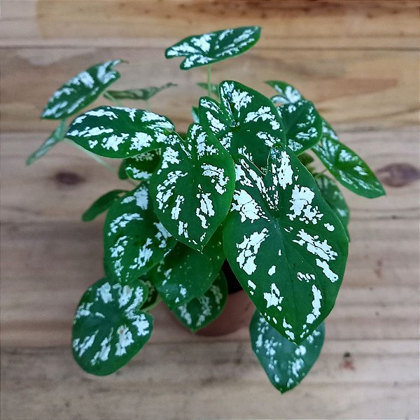Caladium n.08 "mini"