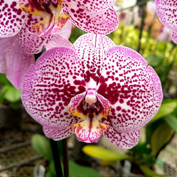 Orquídea Phalaenopsis Especial Pintada n.01