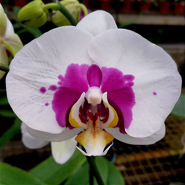 Orquídea Phalaenopsis Branca pintada n.06