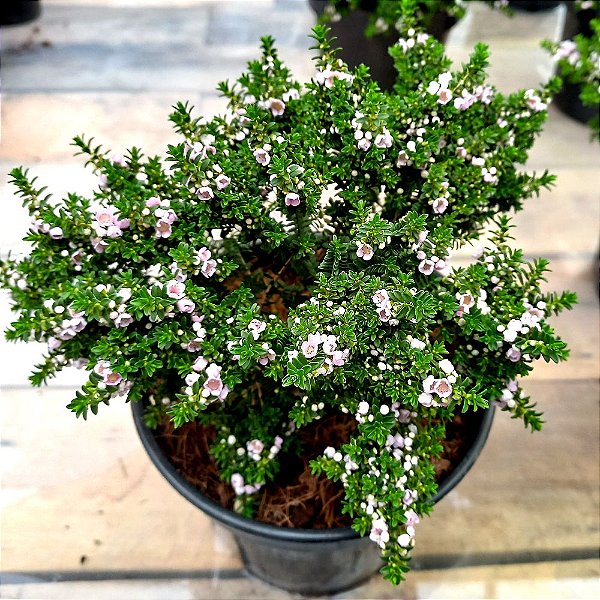 Planta Thryptomene saxicola - 15cm
