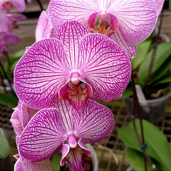 Orquídea Phalaenopsis Rosa Striata - Ad