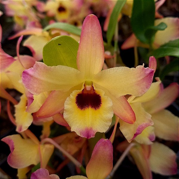 Orquídea Dendrobium Nobile Yellow Fantasy - Ad