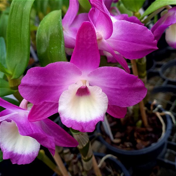 Orquídea Dendrobium Nobile Rosa n.2