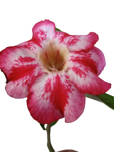 Rosa do Deserto Vermelha Mescl 2