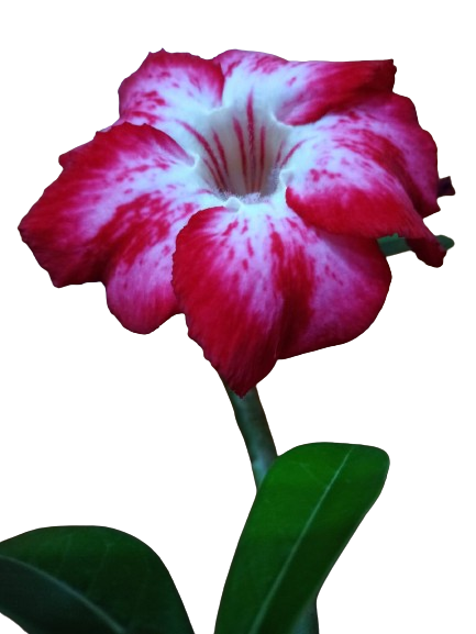 Rosa do Deserto Vermelha Mescl 3