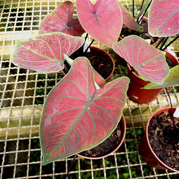 Caladium Red Stone - 20cm