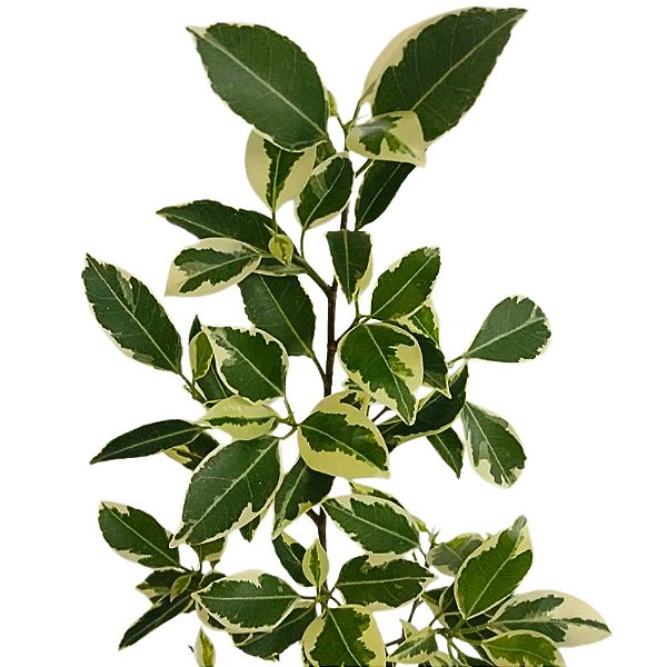 Ficus - Ficus benjamina variegato