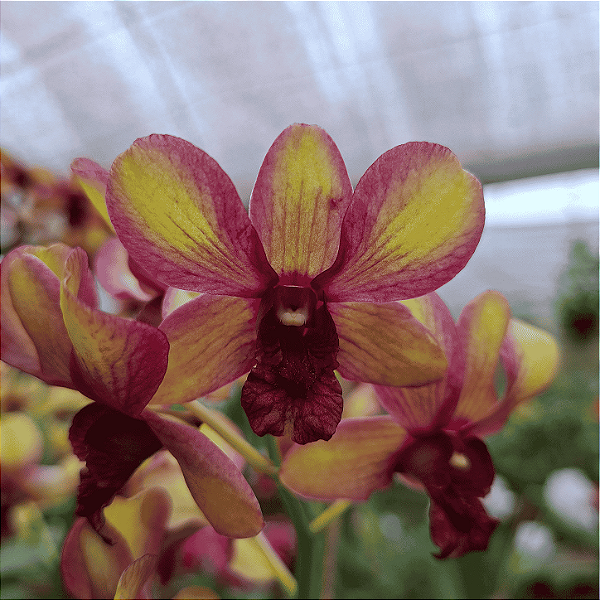 Orquídea Dendrobium Phalaenopsis Yellow Especial - AD