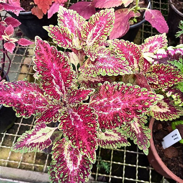 Cóleus n.18 - Solenostemon scutellarioides