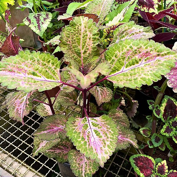 Cóleus n.20 - Solenostemon scutellarioides