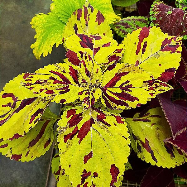 Cóleus n.21 - Solenostemon scutellarioides