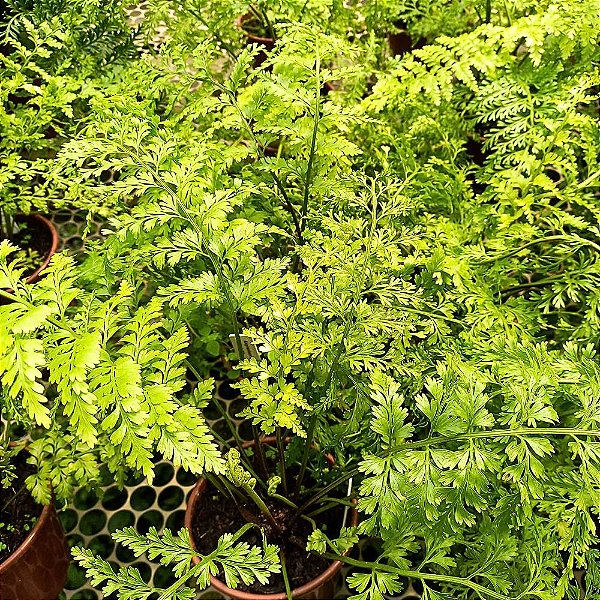 Asplênio - Asplenium Bulbiferum