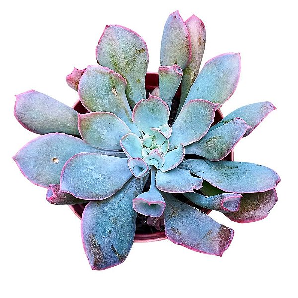 Suculenta Echeveria Pink Trumpet