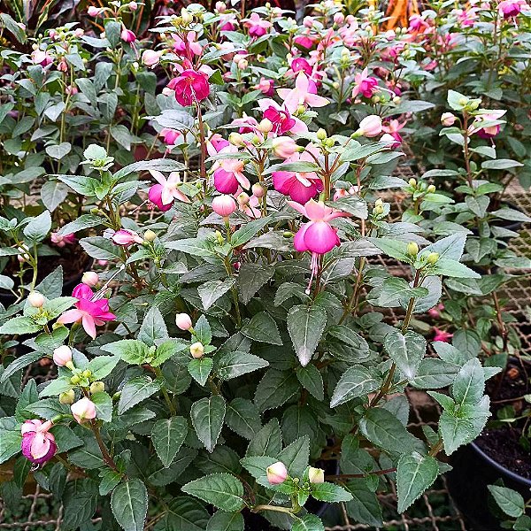 Brinco de Princesa rosa com vermelho - 25cm