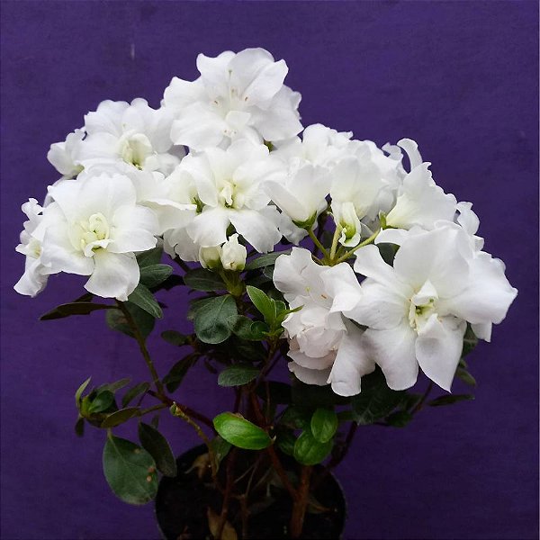 Azaleia Branca - Rhododendron simsii