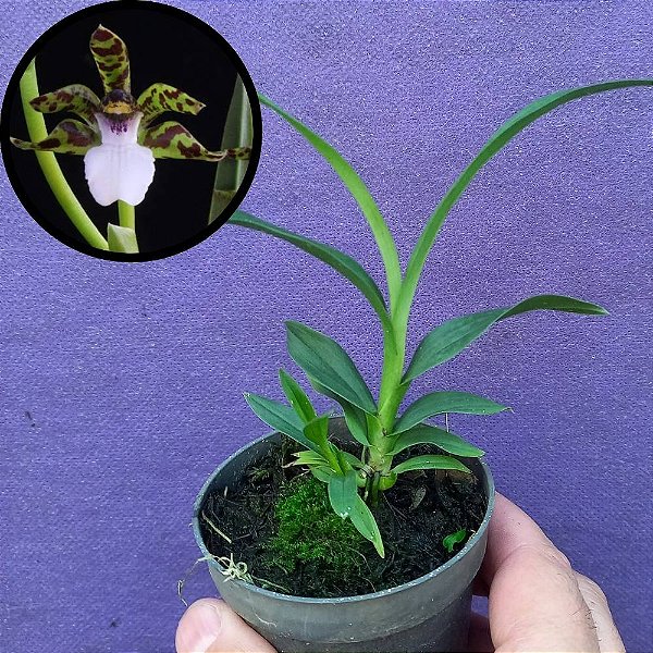 Orquídea Zygopetalum microphytum - 8cm