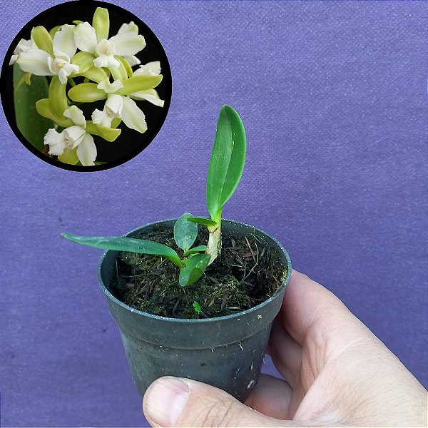 Orquídea Cattleya leopoldii "alba trilabelo" - 5cm